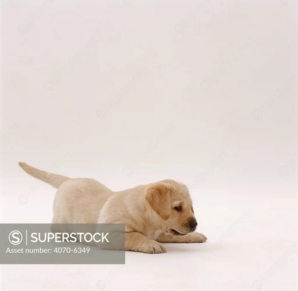 Yellow Labrador Retriever pup pouncing, 6 weeks old