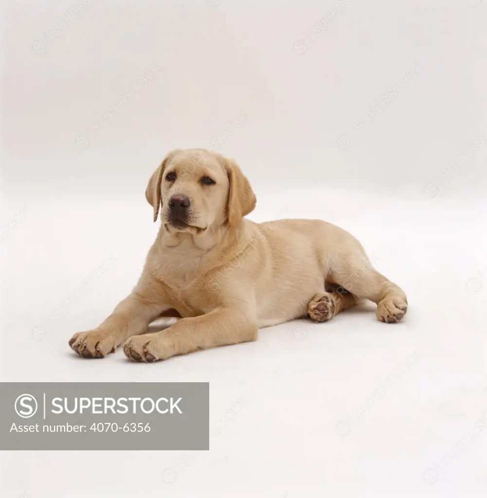 Yellow Labrador Retriever pup, 12 weeks old, lying down with head up
