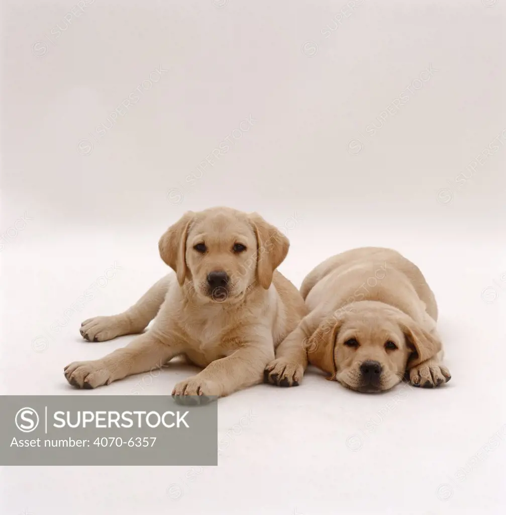 Two Yellow Labrador Retriever pups, 9 weeks old, lying side by side