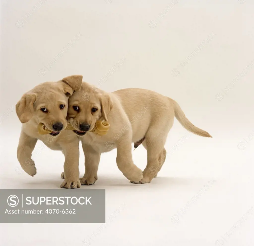 Two Yellow Labrador Retriever pups walking and carrying a rawhide chew, 7 weeks old