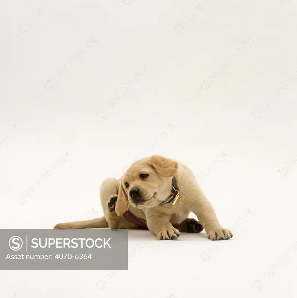 Yellow Labrador Retriever pup scratching his ear, 8 weeks old