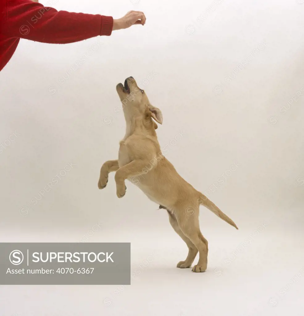 Yellow Labrador Retriever pup, 12 weeks old, jumping at hand which might be holding a treat.