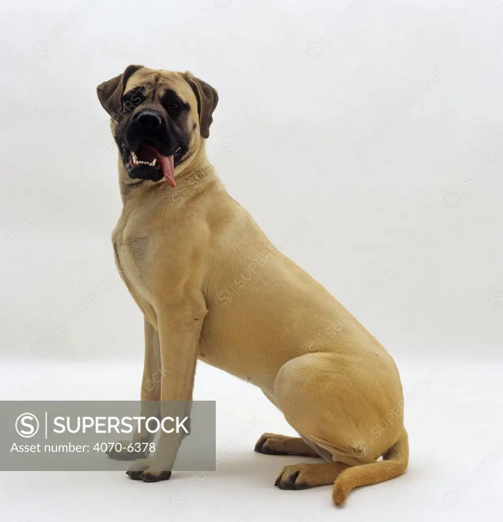 Mastiff bitch puppy, 10 months old, sitting with tongue hanging out of her mouth