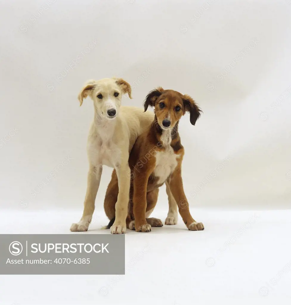 Gold Saluki pup standing over Chocolate Saluki pup, 12 weeks old