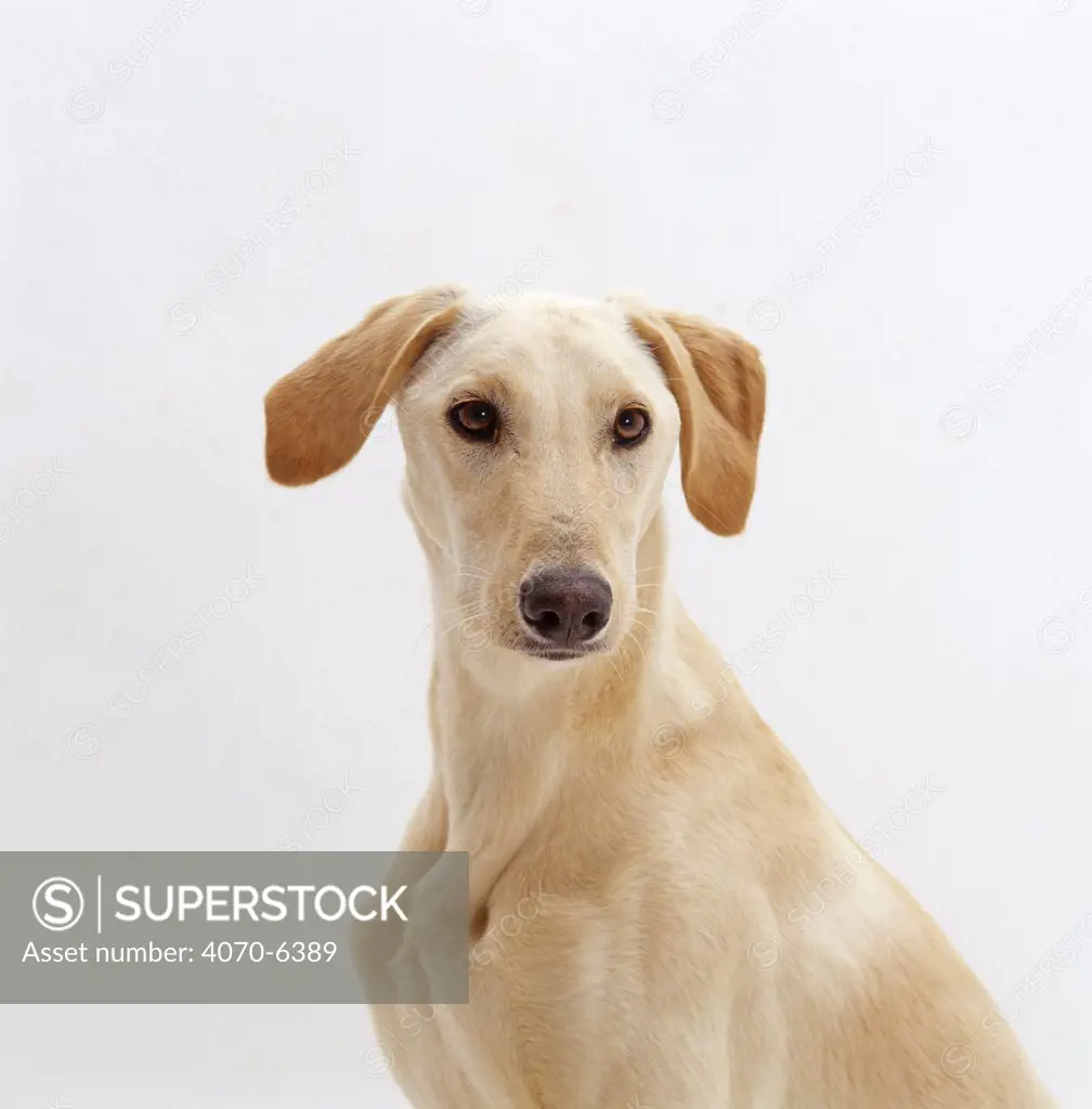 Gold Saluki Lurcher dog, 1 year old