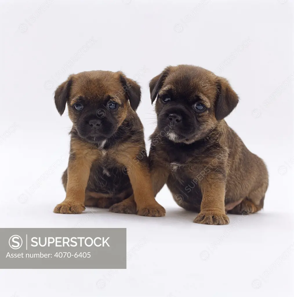 Two Border Terrier pups, 5 weeks old, sitting together
