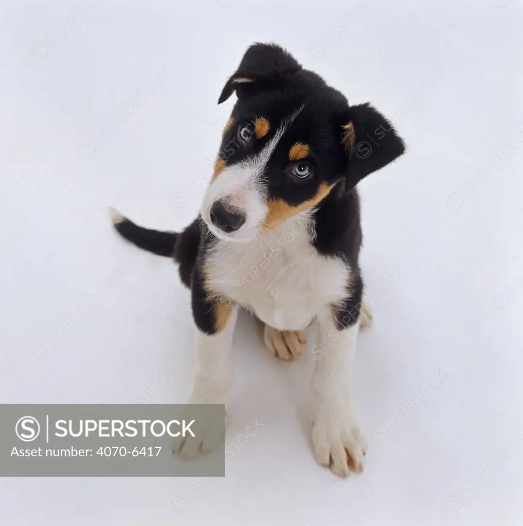 Smooth coated tricolour Border Collie Pup, 10 weeks old