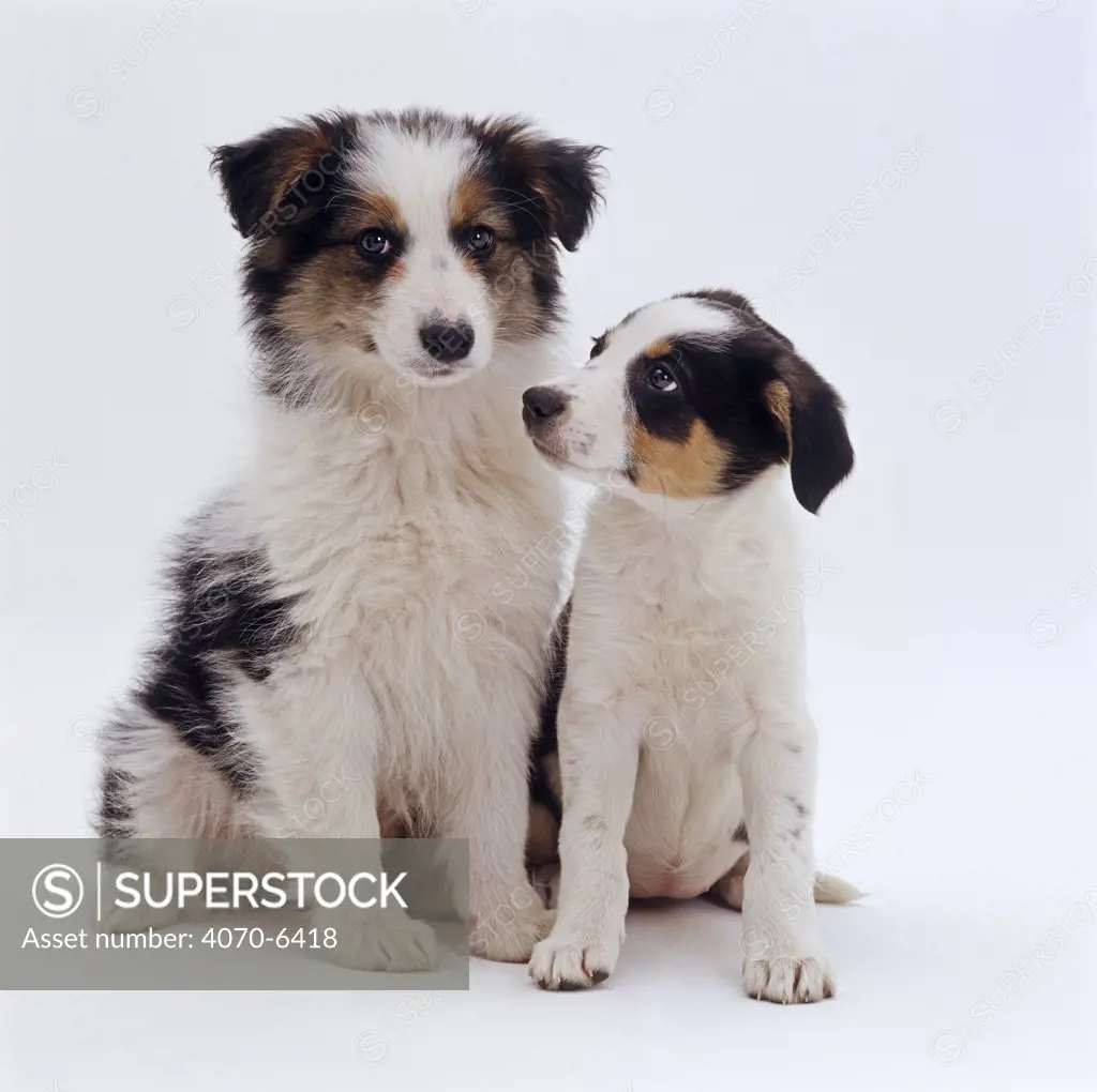 Two tricolour Border Collie pups, sitting down next to each other