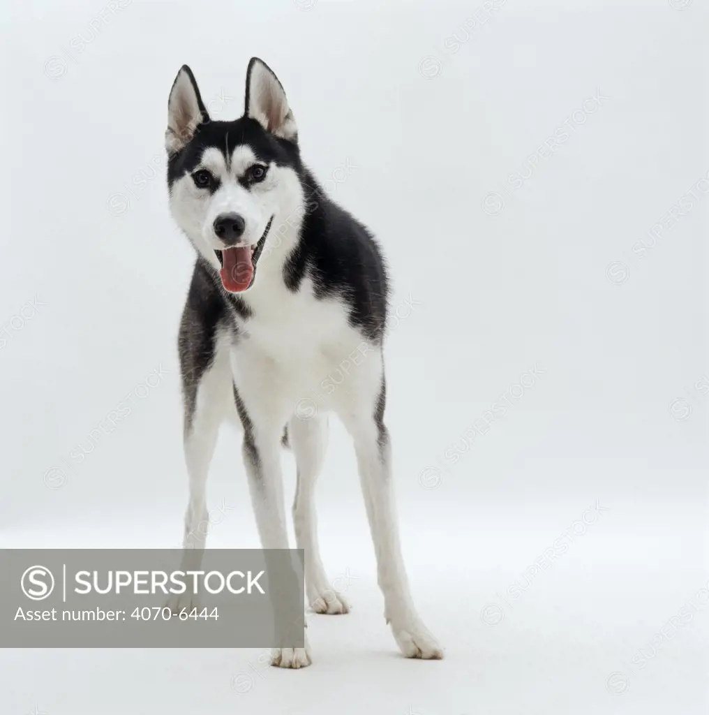 Siberian Husky dog standing portrait
