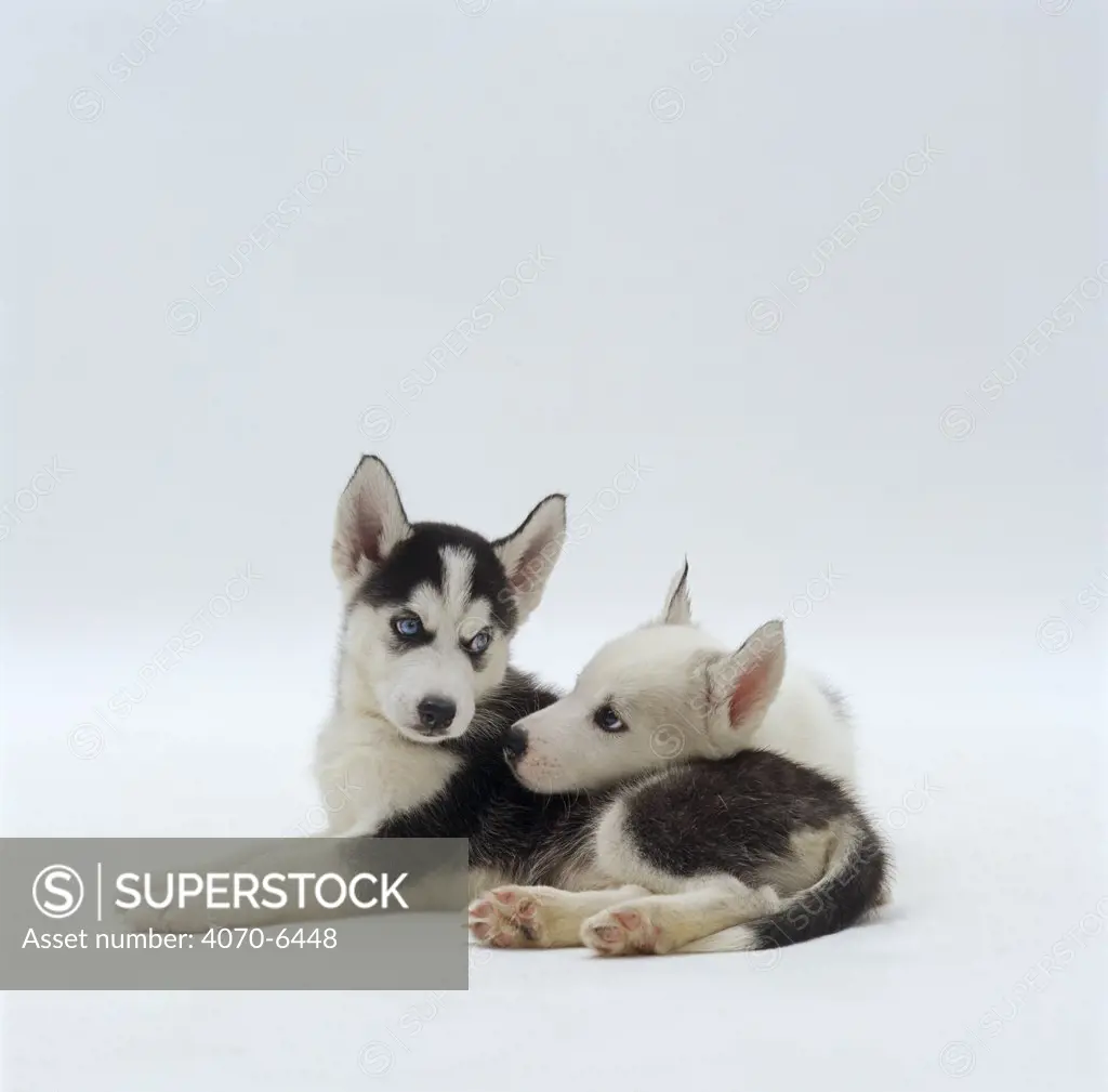 Two Siberian Husky pups, 7 weeks old, lying together