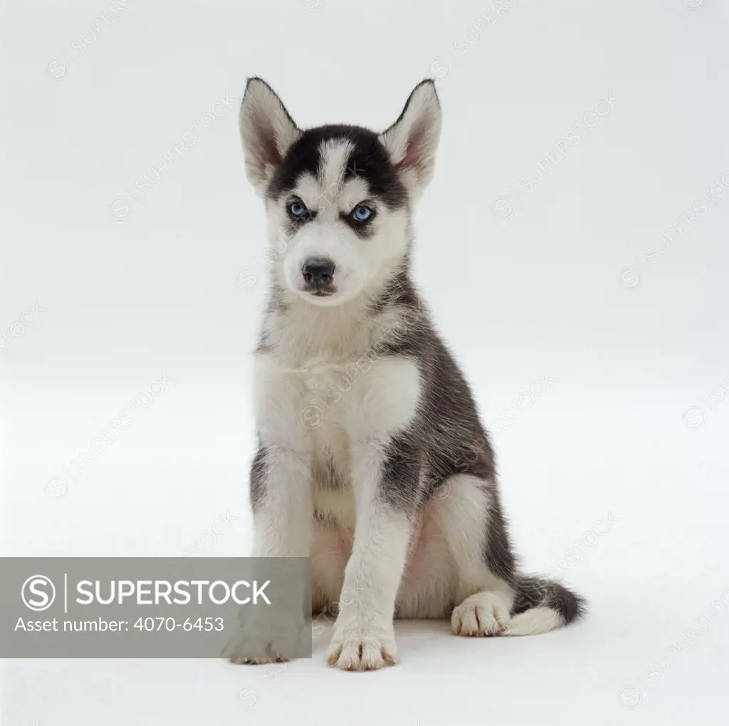 Siberian Husky pup, 7 weeks old, sitting down