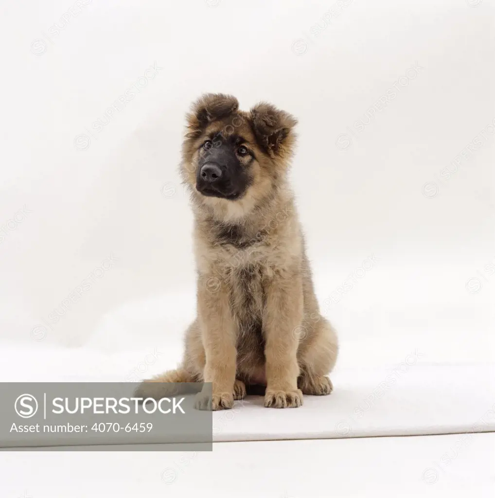 German Shepherd dog / Alsatian pup, sitting down, 12 weeks old
