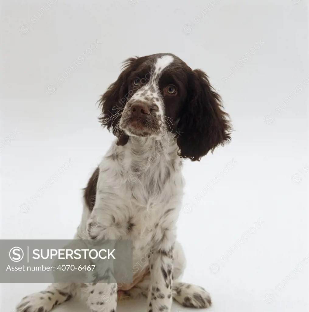 Portrait of English Springer Spaniel pup, 4 months old, sitting down