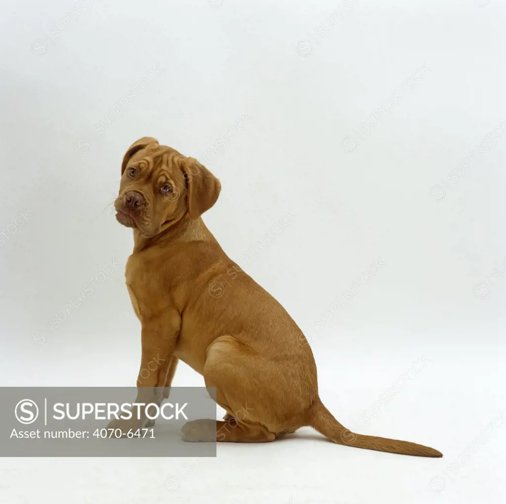 Dogue de Bordeaux pup, 15 weeks old, sitting portrait