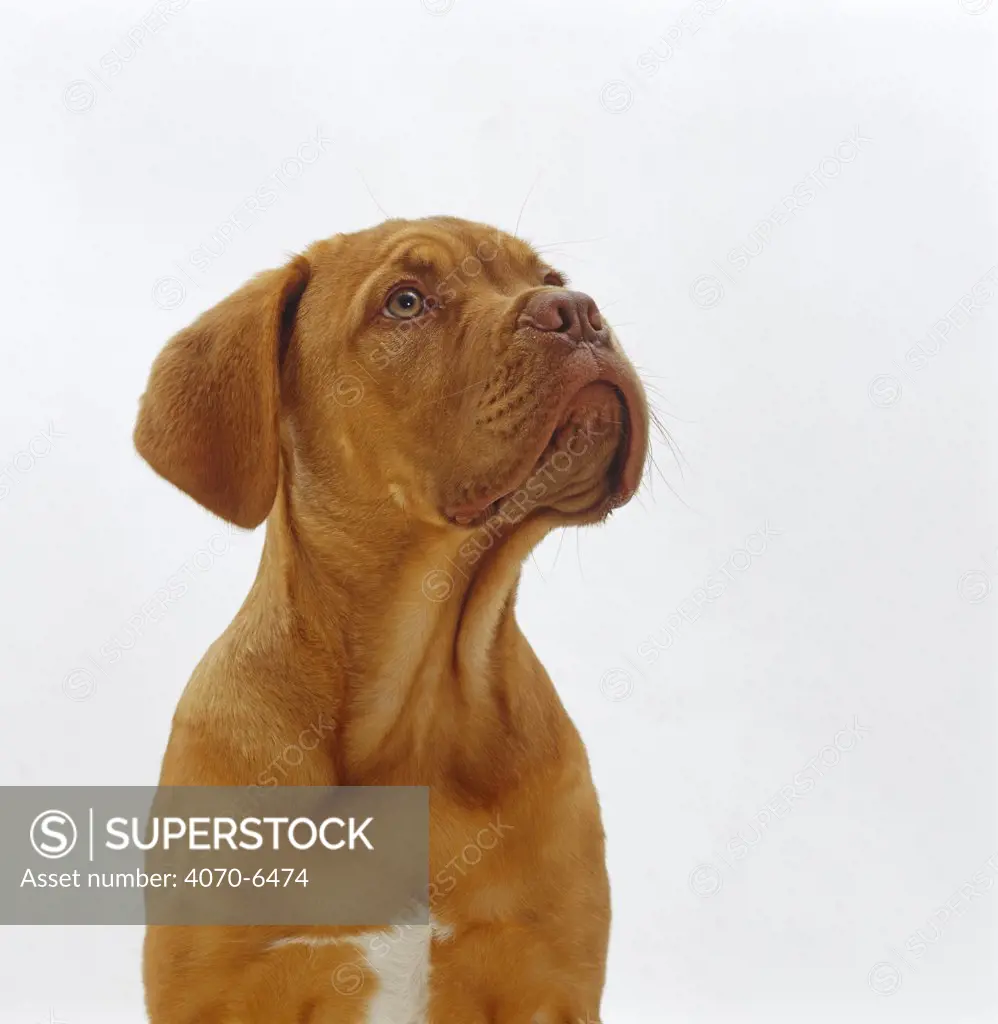 Dogue de Bordeaux dog pup, 15 weeks old, sitting and looking up