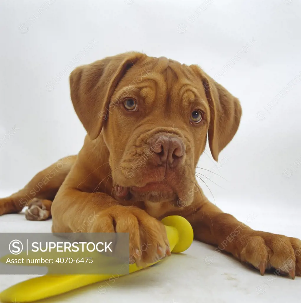 Dogue de Bordeaux dog pup, 15 weeks old, lying down with paw on toy.