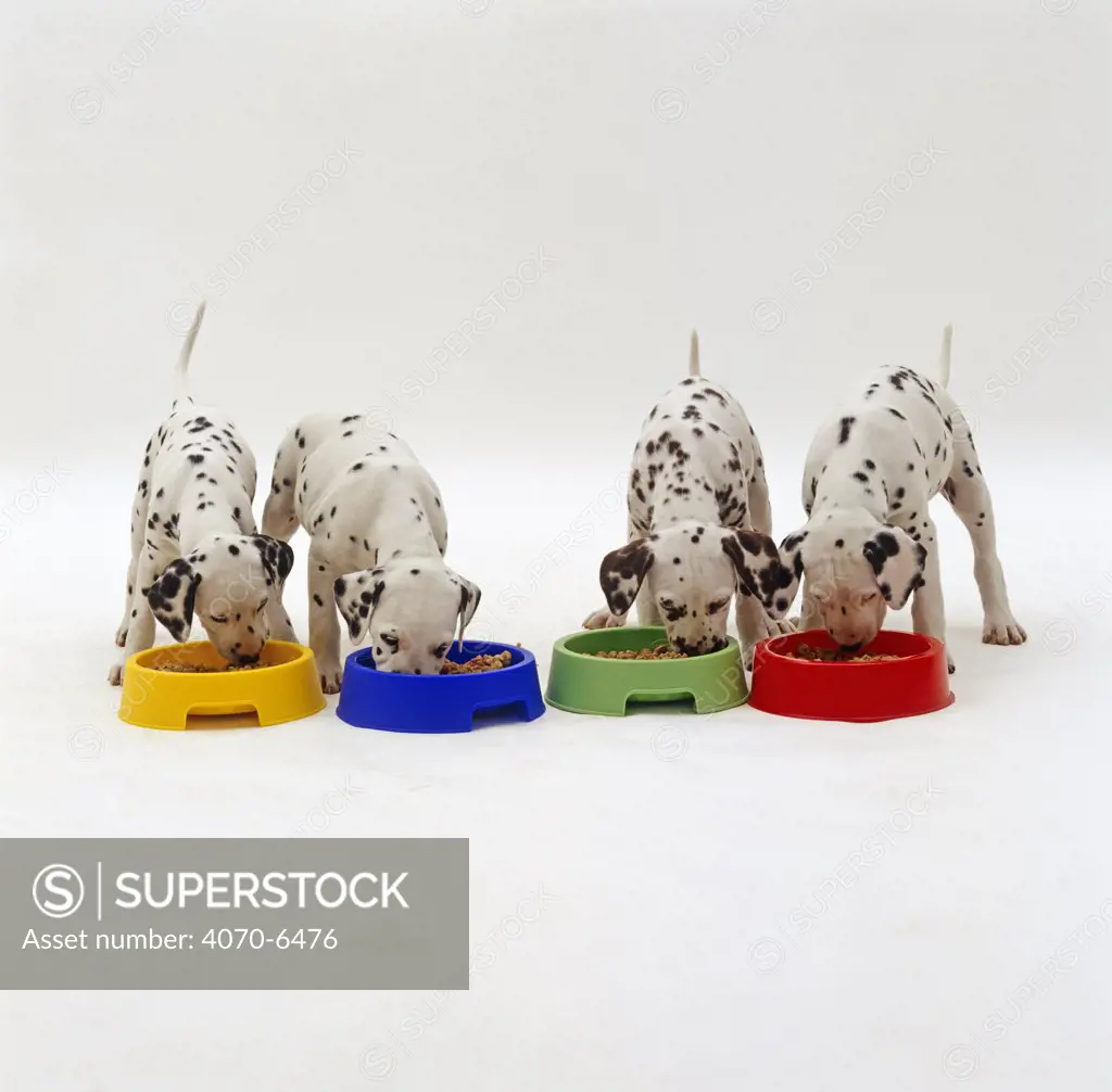 Four Dalmatian pups standing in a line and eating from multicolured bowls