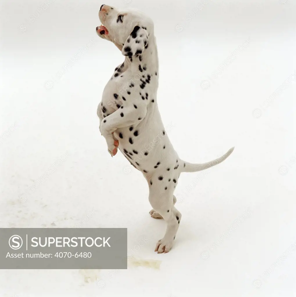 Dalmatian pup standing on hind legs