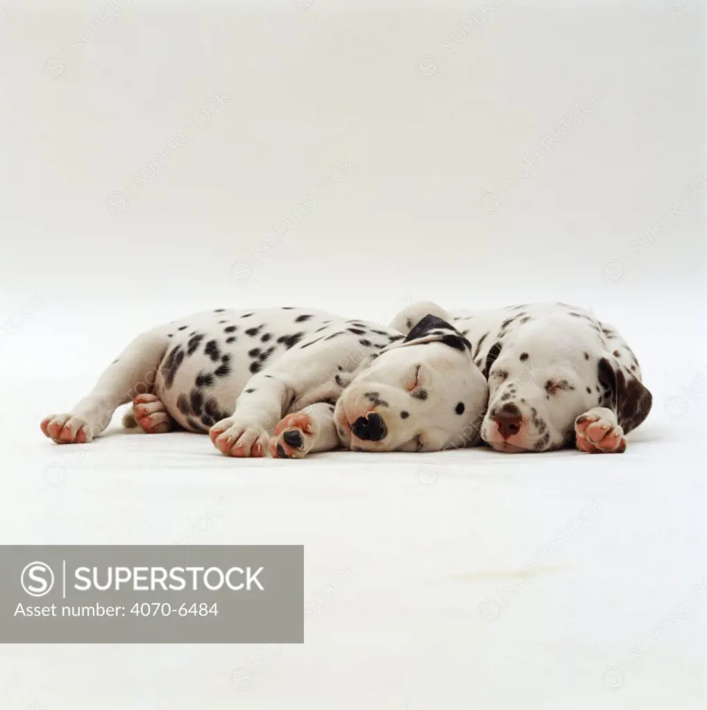 Two Dalmation pups, 6 week old, sleeping next to each other.