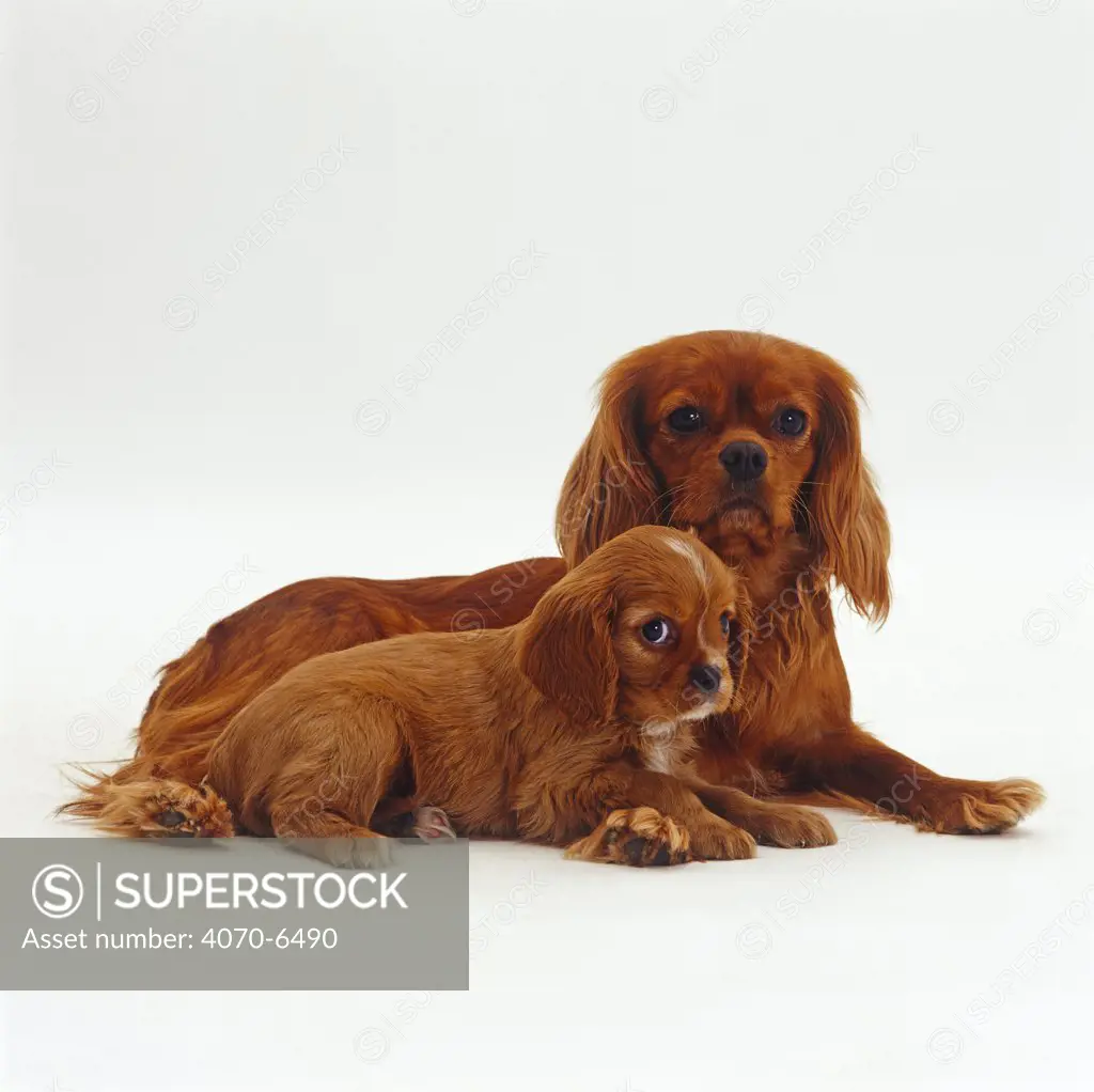 Ruby Cavalier King Charles Spaniel mother and pup, 8 week old