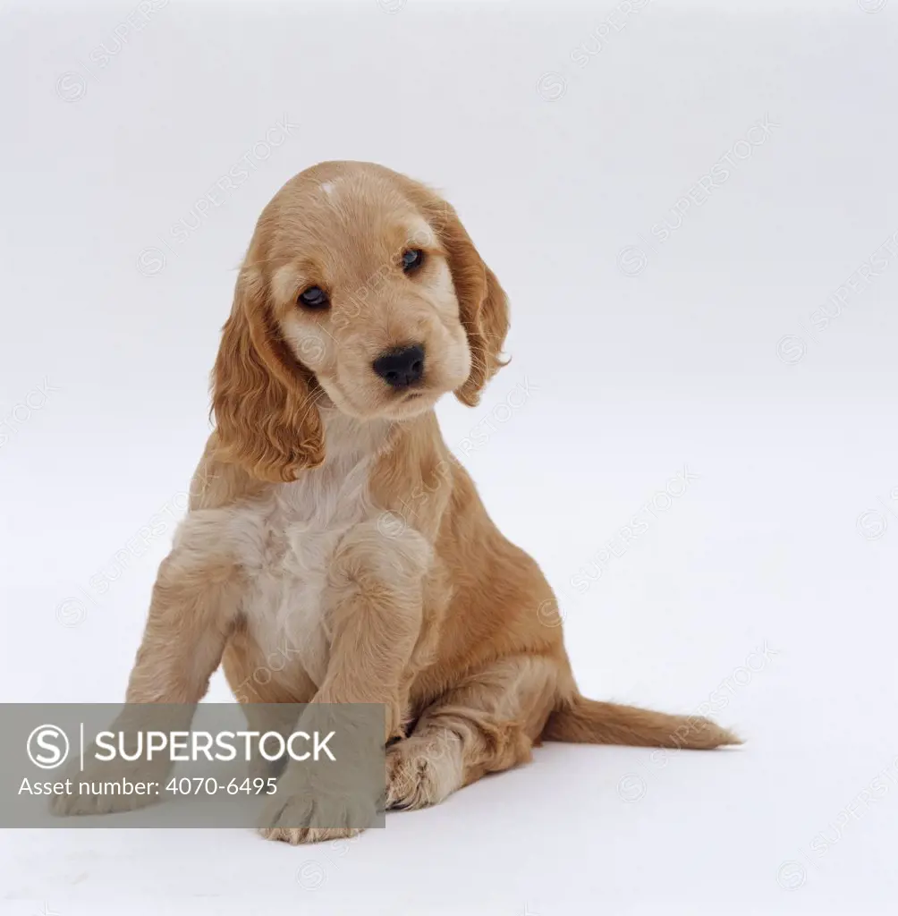 Golden Cocker Spaniel pup, 6 week old, sitting with head tilted