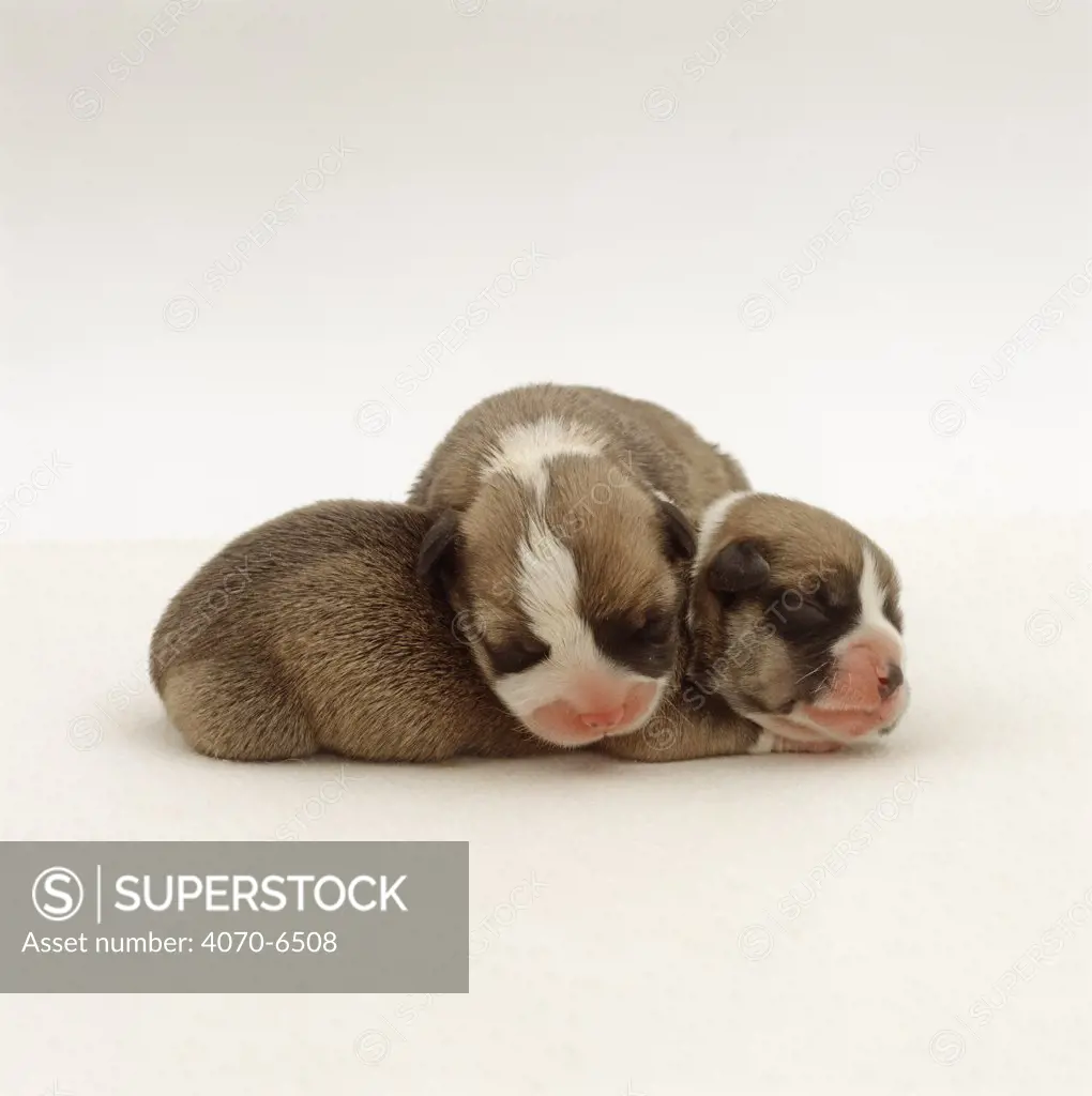 Two very young sleeping Pembrokeshire Welsh Corgi pups, one day old