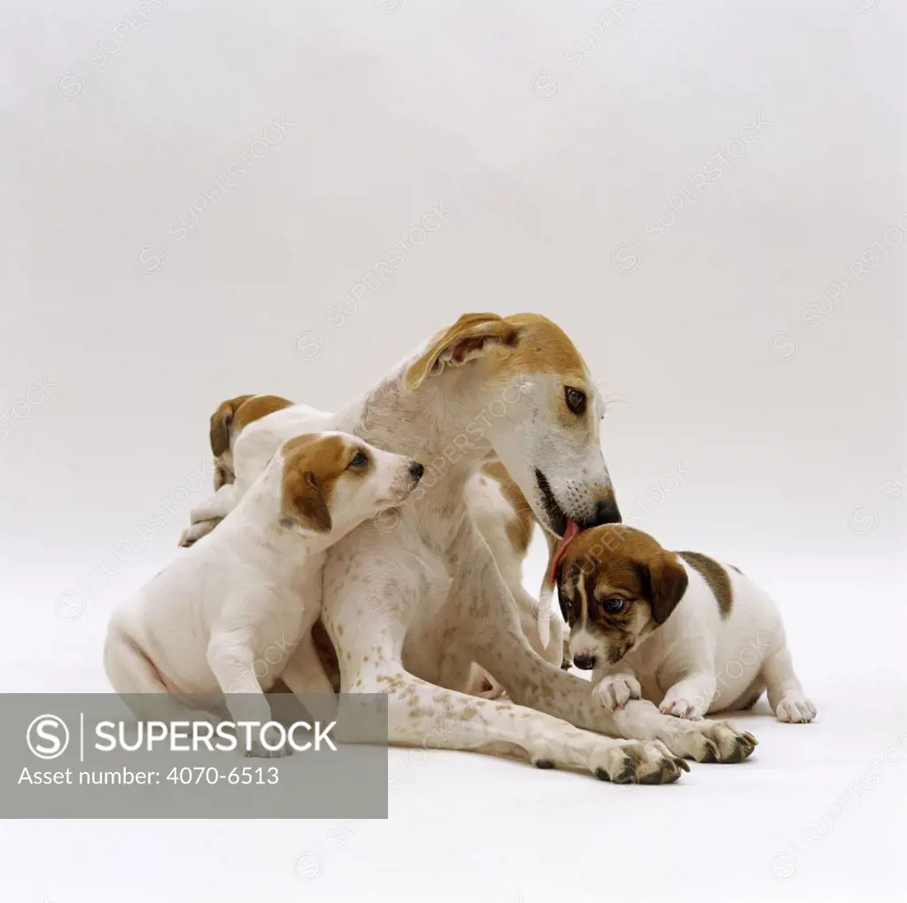 Greyhound Lurcher bitch licking one of her pups, 4 weeks old