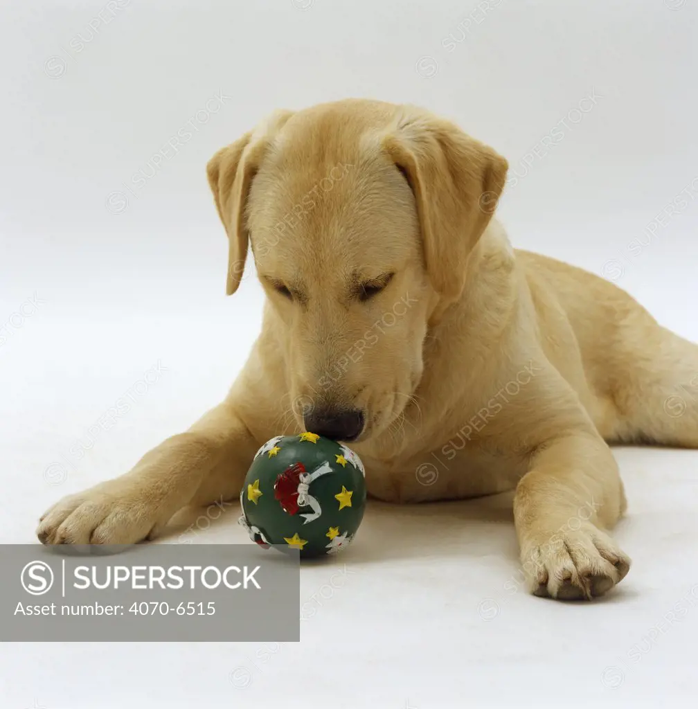Labrador x Golden Retriever sniffing squeaky Christmas ball