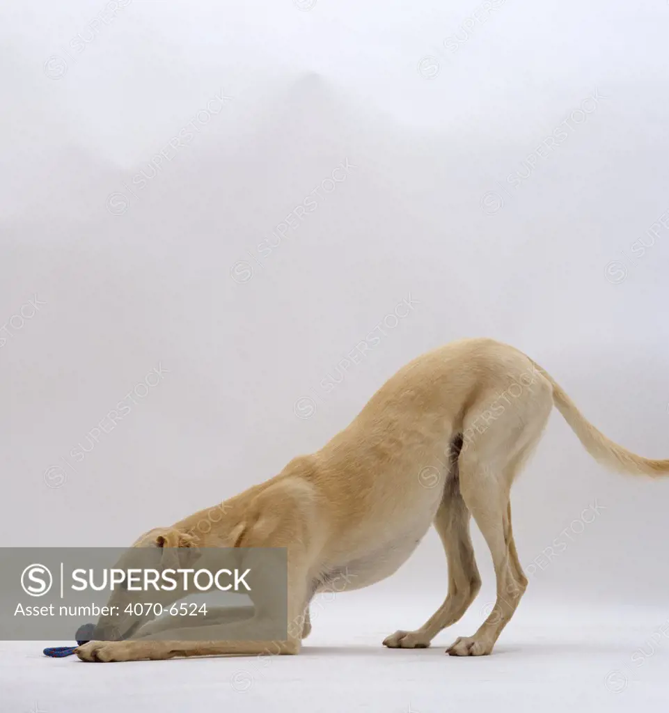 Saluki lurcher play bowing with toy between its paws.