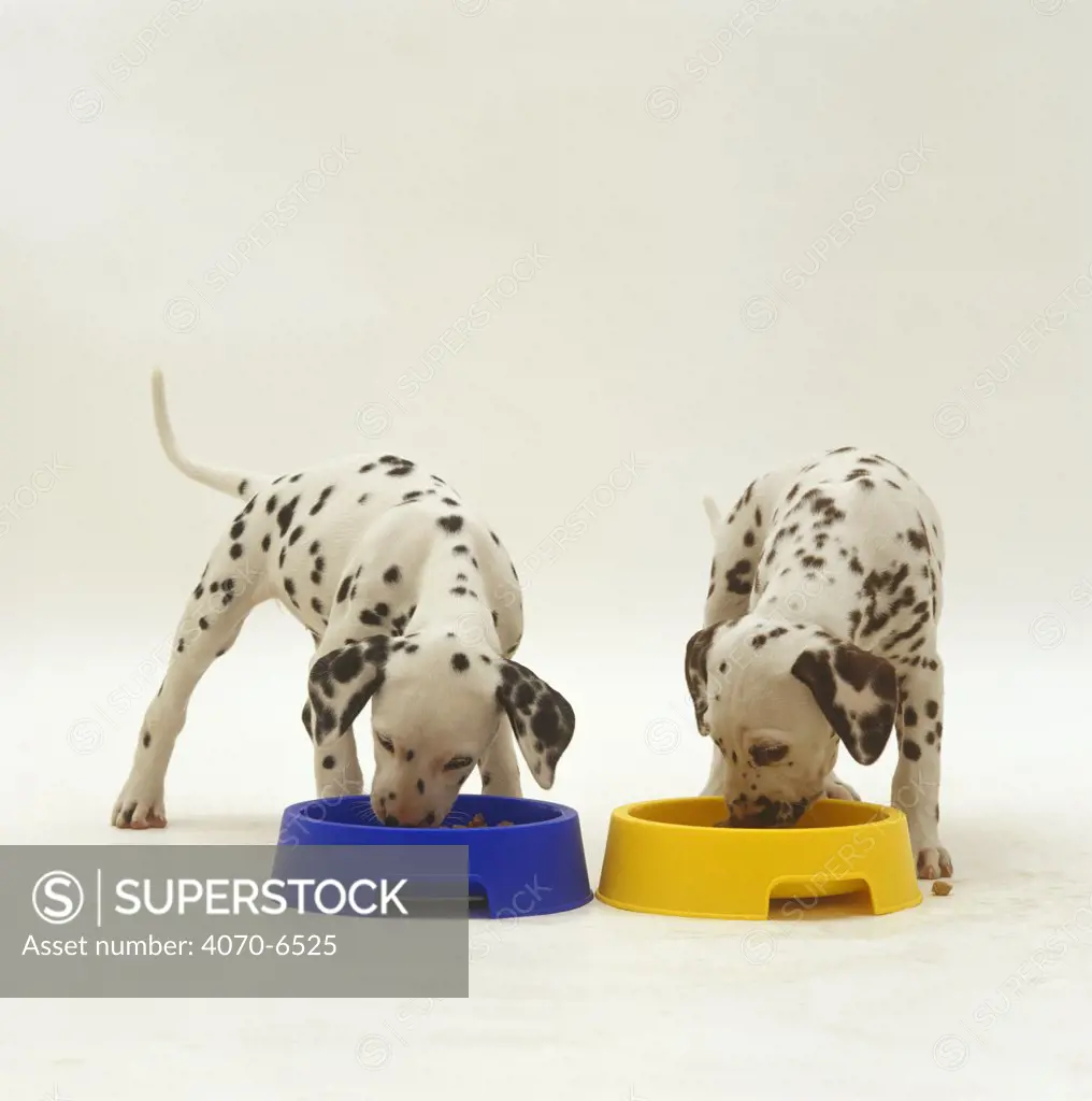 Two Dalmation pups, 7 weeks old, eating from blue/yellow bowls