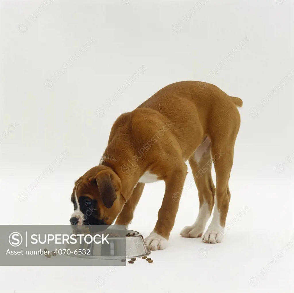 Boxer bitch pup, 11 weeks old, eating dry food
