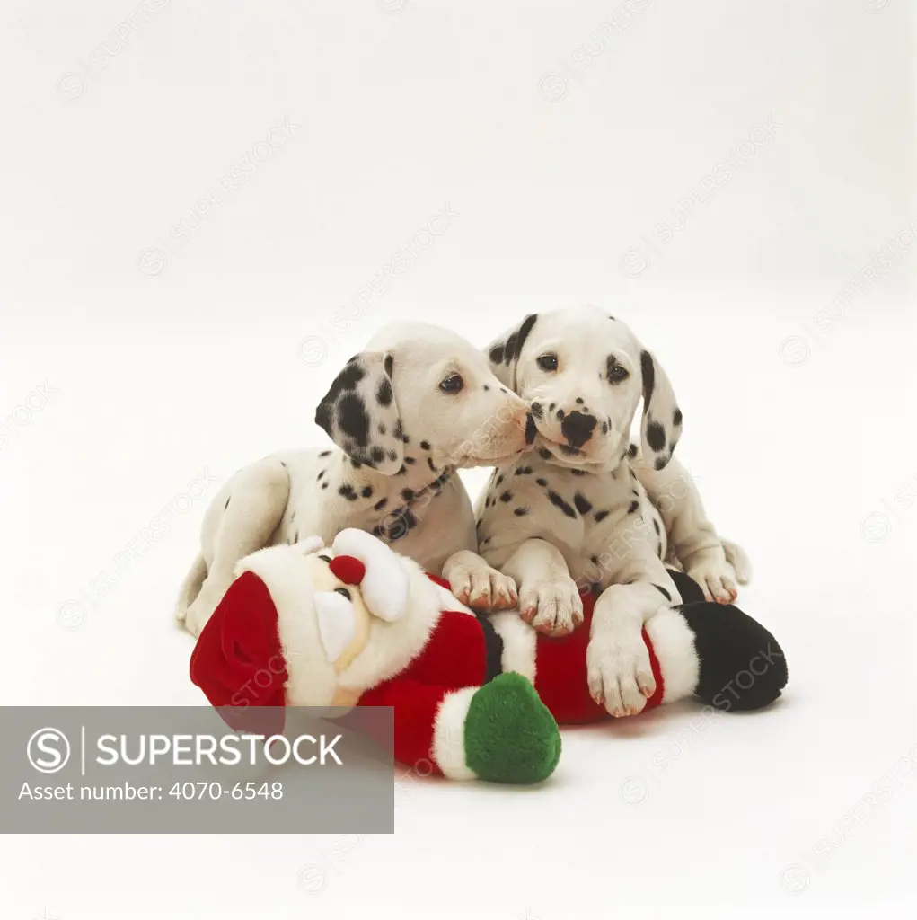 Two Dalmatian pups playing with a toy Father Christmas
