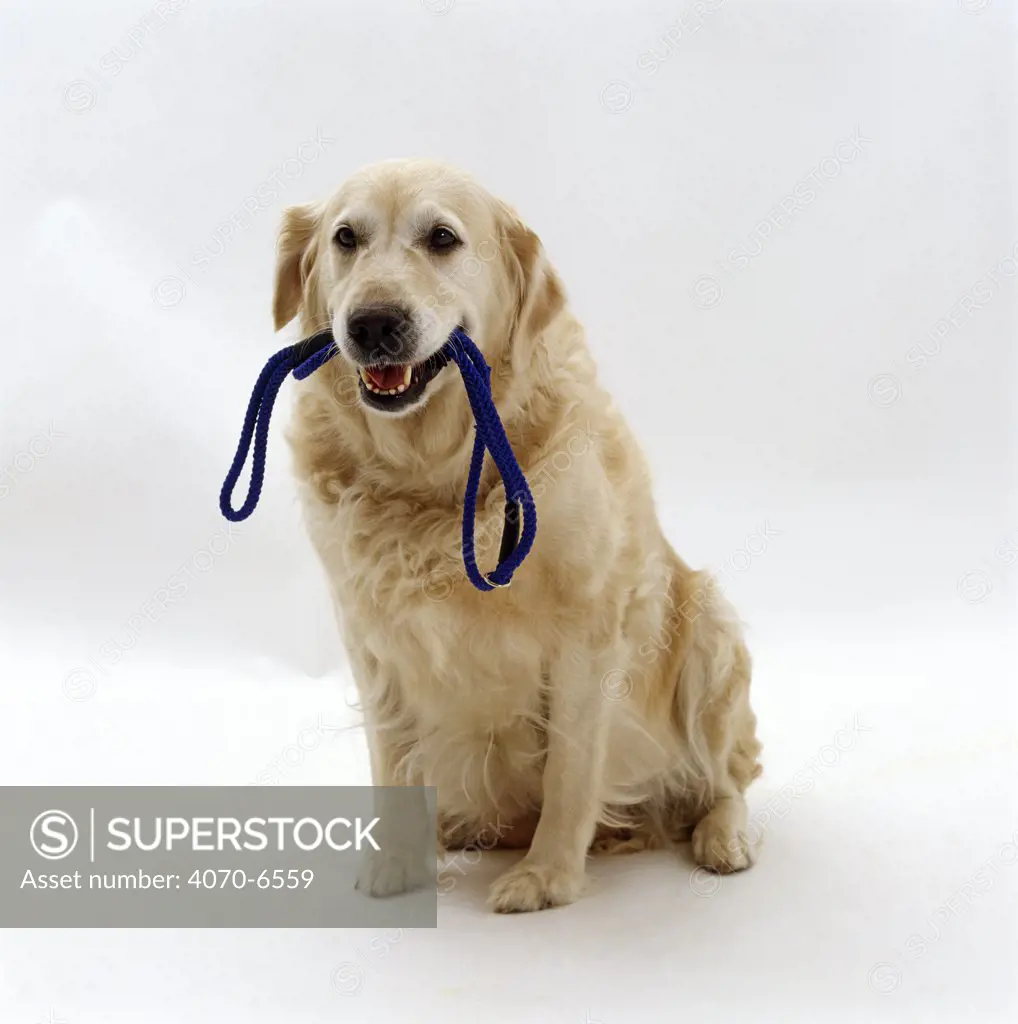 Golden Retriever bitch, 9 years old, holding her lead