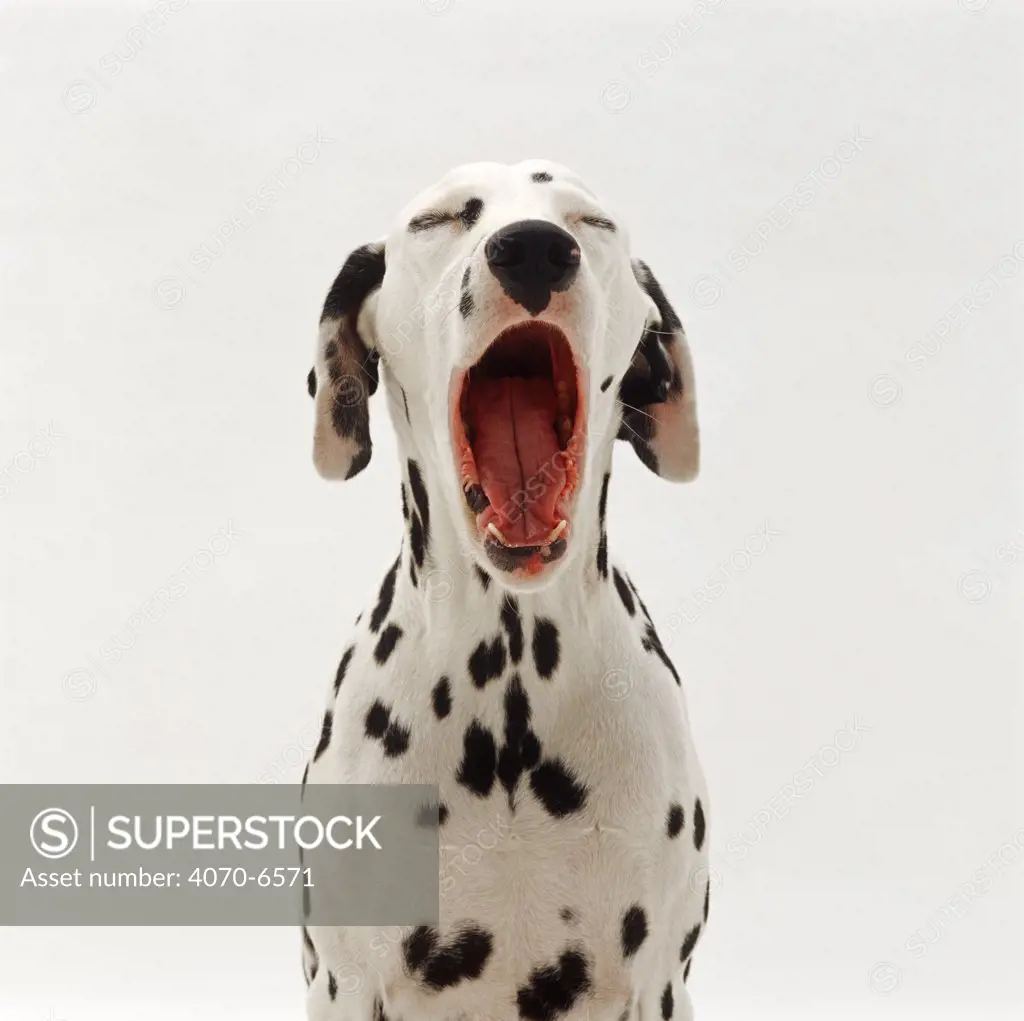 Dalmation yawning portrait