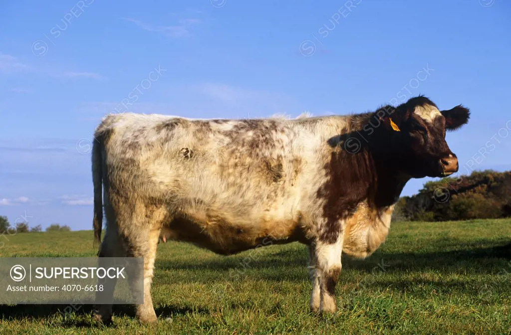 Domestic cattle, Beef shorthorn cow, Illinois, USA