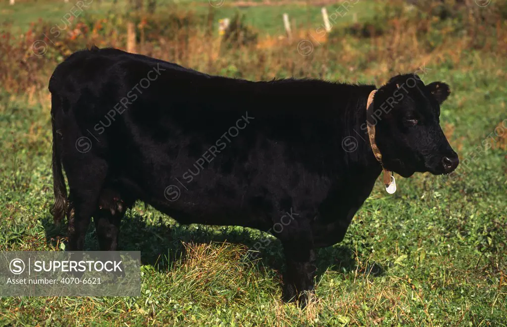 Domestic cattle, Kerry Cow rare breed, New York, USA