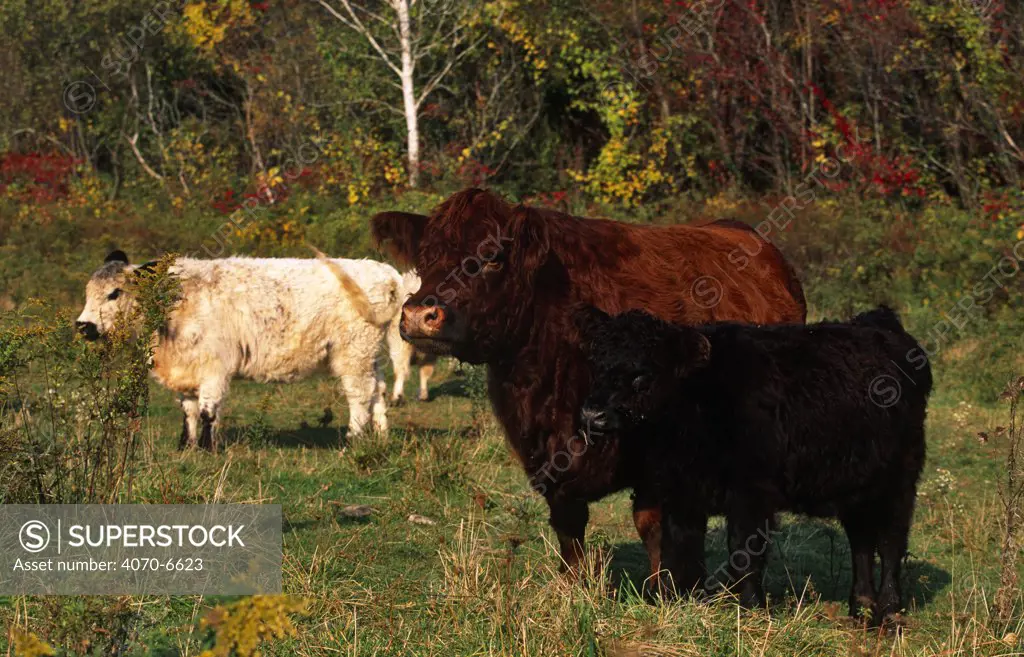 Domestic cattle, Galloway cows with calf, Connecticut, USA