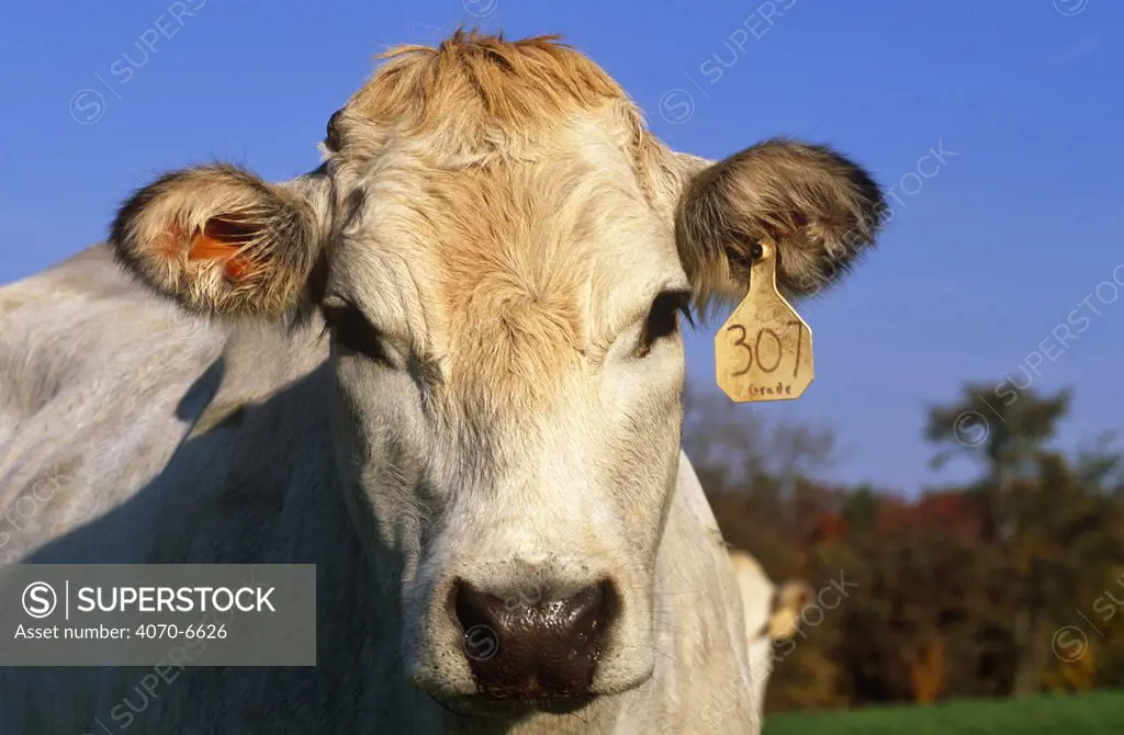 Domestic cattle, Piedmontese cow with ear tag, Wisconsin, USA