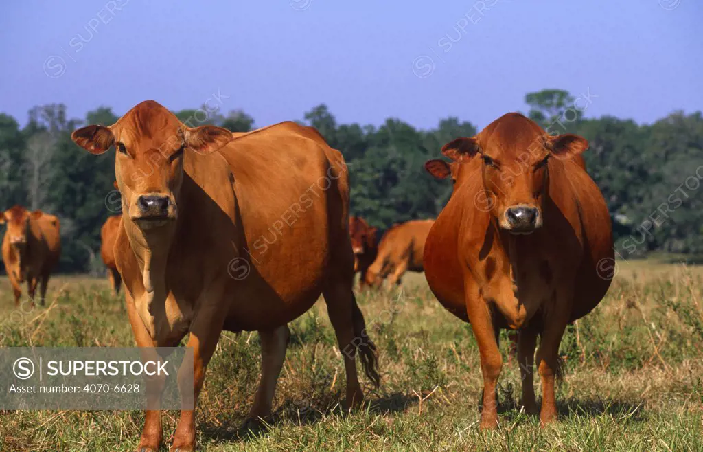 Domestic cattle, Romosinuano cows, Florida, USA