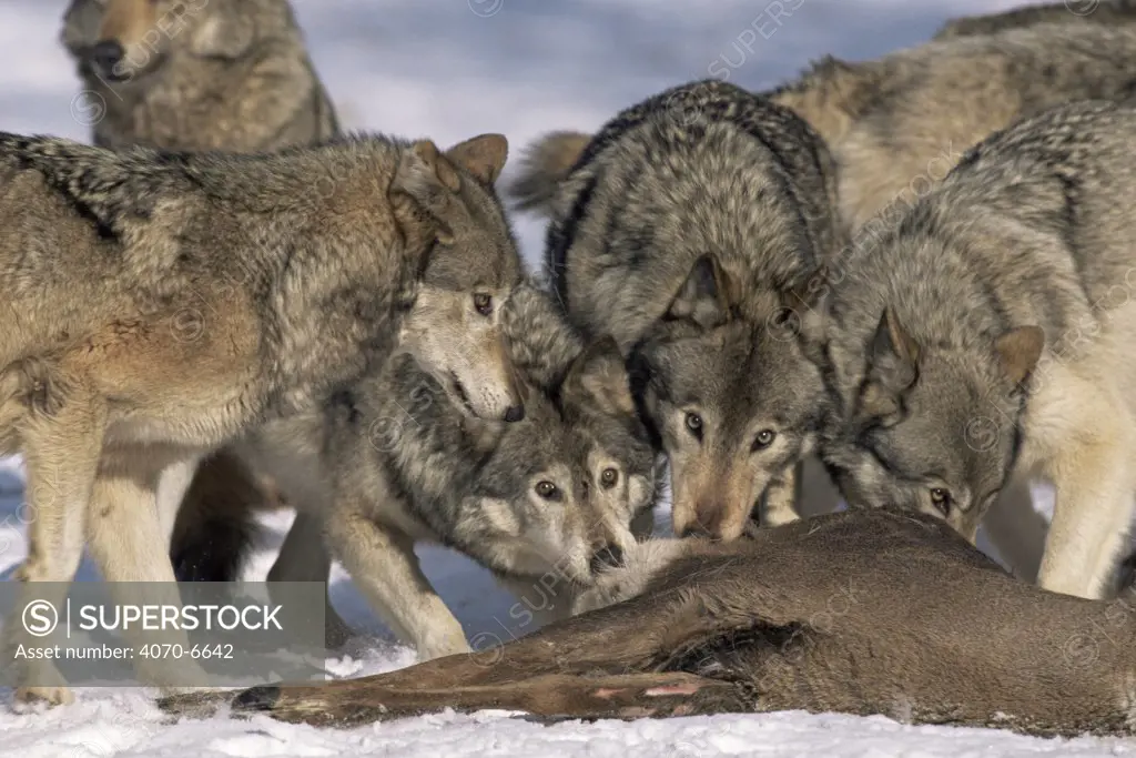 Grey wolf Canis lupus} pack feeding on deer, captive, Canada 