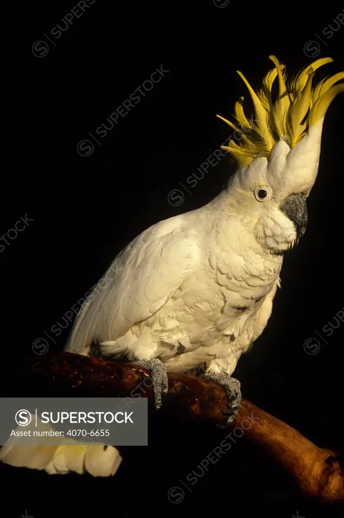 White cockatoo (Cacatua alba) on branch, captive