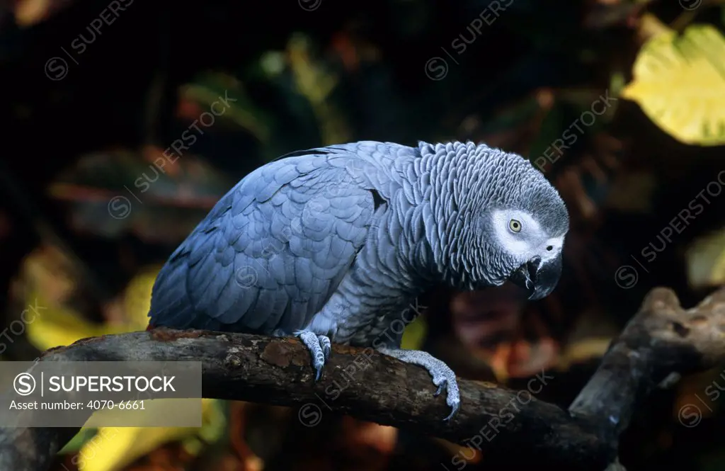 African grey parrot (Psittacus erithacus) on branch, captive
