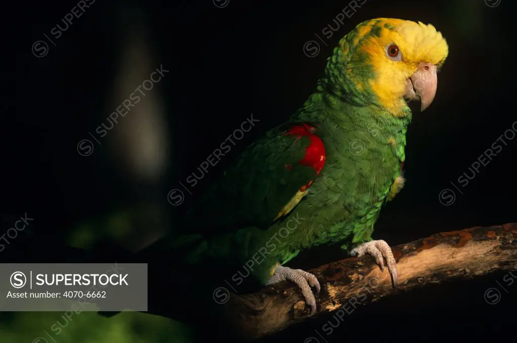 Yellow headed Amazon Parrot (Amazona oratrix tresmariae) on branch, captive