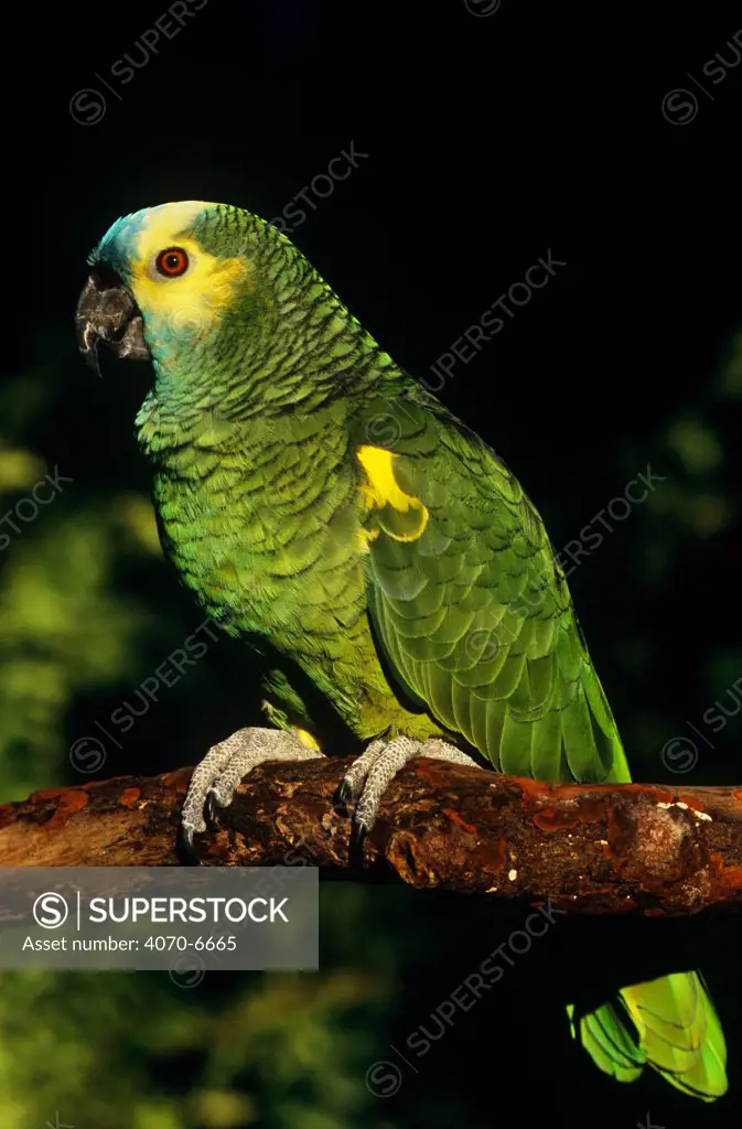 Blue-fronted Amazon Parrot (Amazona aestiva) on branch, captive