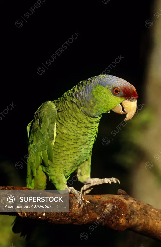 Lilac crowned parrot (Amazona finschi) stamping feet on branch, captive