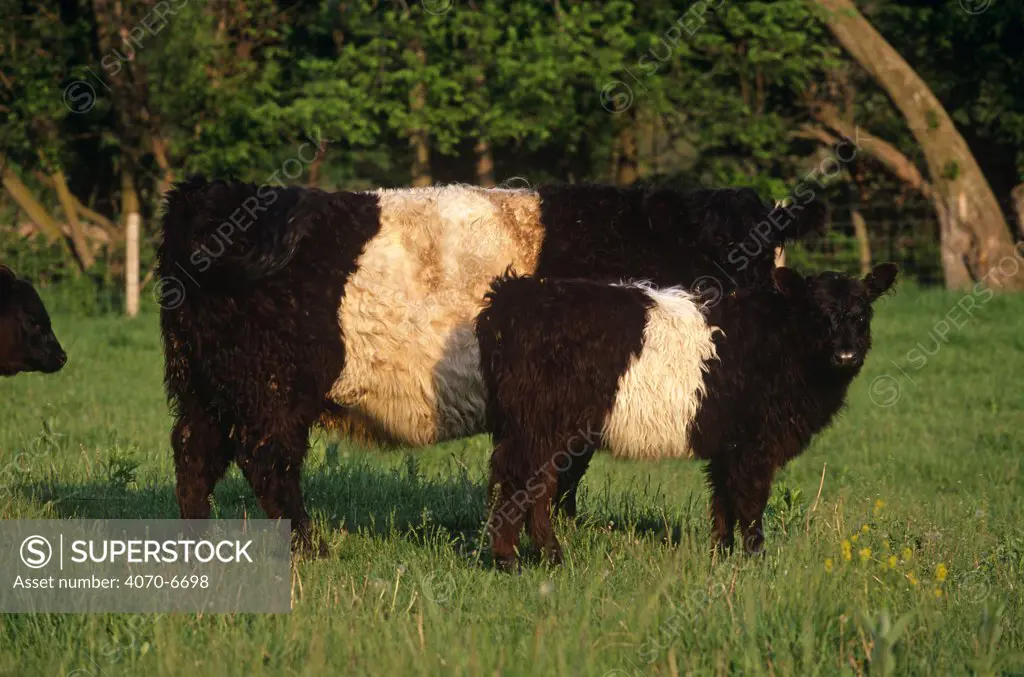 Belted Galloway (Bos taurus) cow and calf in field, Illinois, USA. 