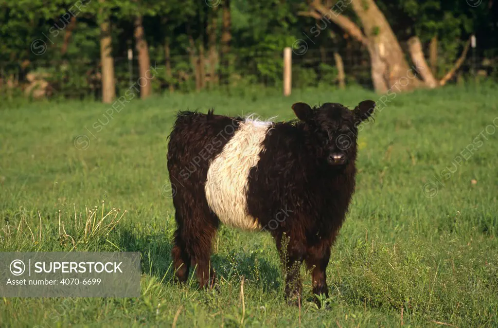 Belted Galloway (Bos taurus) calf in field, Illinois, USA. 