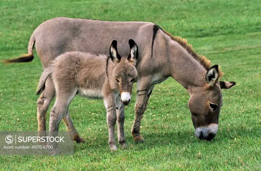 Domestic donkey (Equus asinus) mother and foal, Connecticut, USA. 