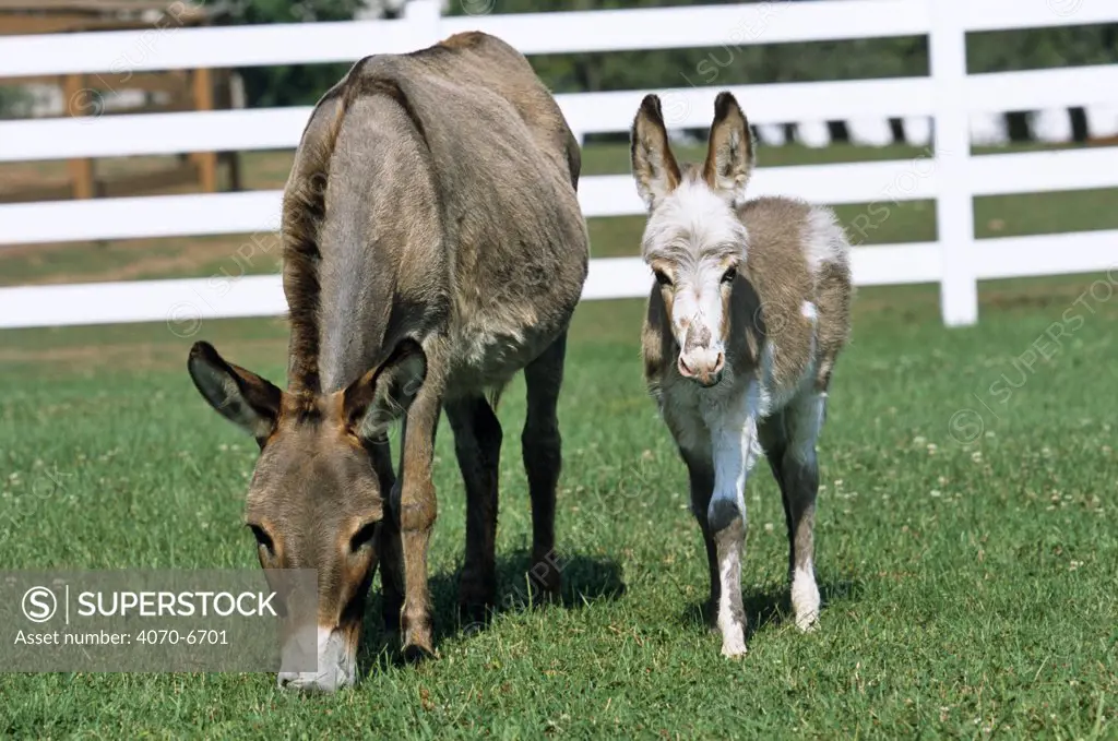 Domestic donkey (Equus asinus) mother and foal in field, USA. 