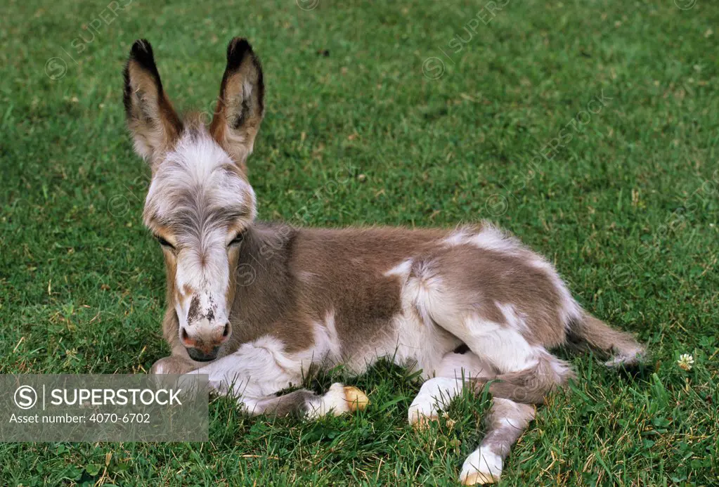 Domestic donkey (Equus asinus) foal, resting, USA. 
